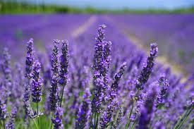 Katyani Exports Lavender Essential Oil Price