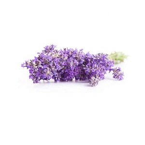 100% Pure Natural Lavender Hydrosol for Removing Acne with Best Price