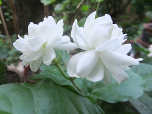 100% Pure Plants Extracts Jasmine Hydrosol Professional OEM/ODM Supplier