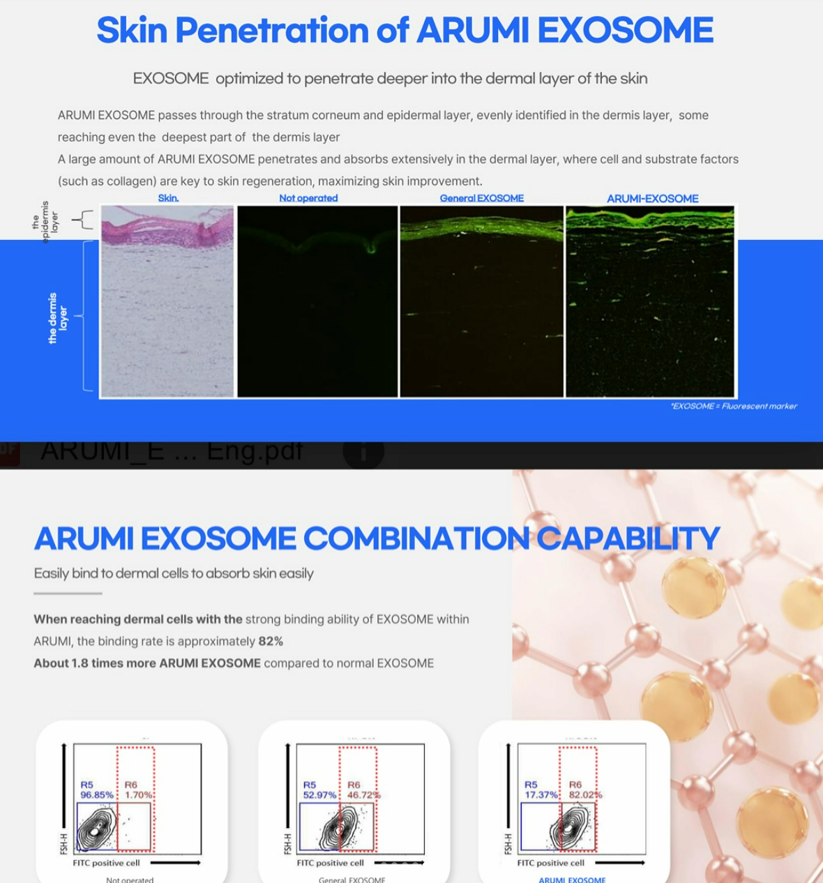 ARUMI EXOSOME, Skin regeneration, Synthesises collagen