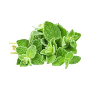 Excellent Quality Amazing Benefits of Lippia Oreganoides Oregano Essential Oil by SVA Organics