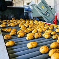 Potato set 6S strictly selected potato wholesale