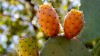 Prickly Pear Oil (Moroccan) 100% Pure and Organic, Freshly Pressed
