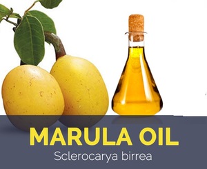 100% Pure Marula Oil Global Suppliers or Exporters