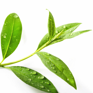Australian Tea Tree Essential Oil Pure Natural