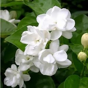 Jasmine Hydrosol Manufacturer