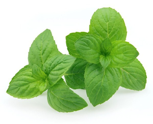 Pure Natural Peppermint Essential Oil 100% Purity