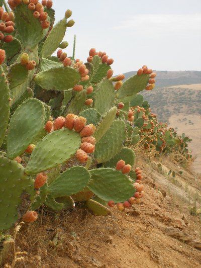 Pure Organic Prickly Pear Seed Oil