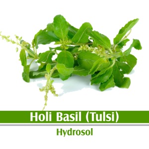 HOLY BASIL (TULSI) HYDROSOL. 100% PURE AND NATURAL