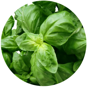 100% Pure Natural Basil Hydrosol