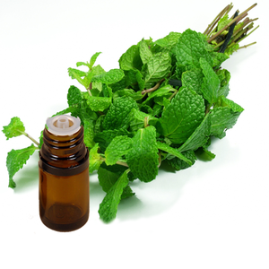 100% pure & natural mentha arvensis peppermint mint mentha essential oil