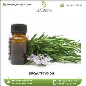 High Grade Eucalyptus  Essential Oil at Affordable Price