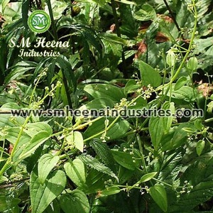 Herbal Manjistha Powder - 100% Organic Skin Care Product - Indian Manufacturer & Supplier