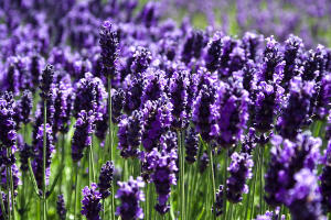 Katyani Exports Lavender Essential Oil Price