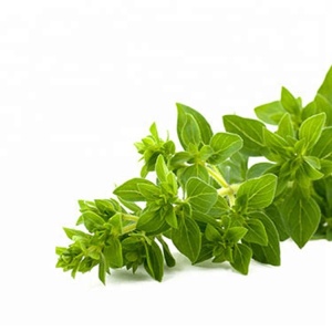 Certified organic wild mediterranean oregano oil