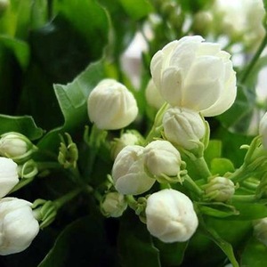 Jasmine Hydrosol Manufacturer