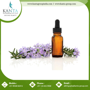 Rosemary Essential Oil For Muscular Pain Repair