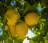 LMNTERP Lemon Terpenes MCI Miritz - TBI
