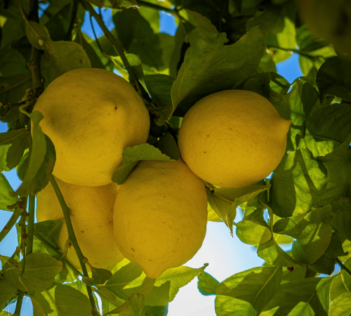 LMNTERP Lemon Terpenes MCI Miritz - TBI
