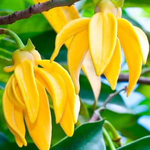 100% Pure & Natural Ylang Ylang Essential Oil