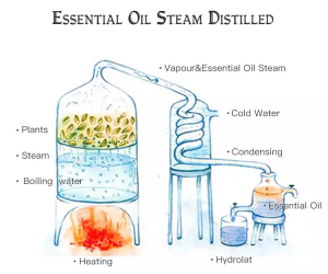 Customize Label Essential Oils 100% Pure Therapeutic Grade Organic Diffuser Aromatherapy Essential Oil
