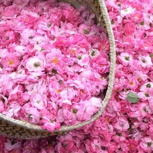 rose water moroccan wholesale