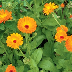 Fresh Calendula Carrier Oil at 100% Purity with Amazing Benefits & Uses