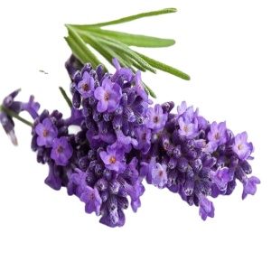 Lavender Oil pure