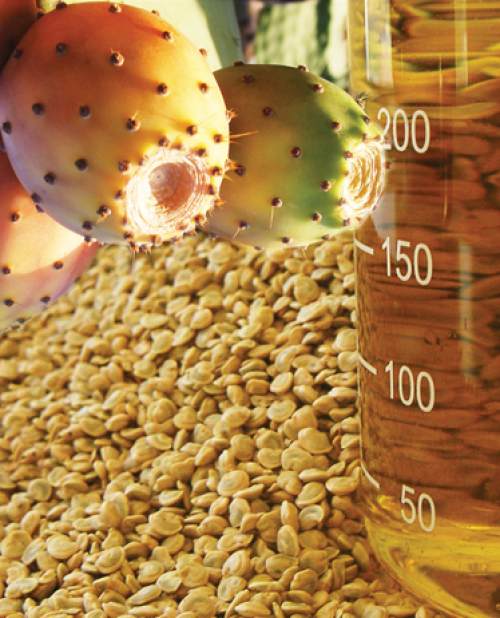 Prickly pear seed oil producers in bulk