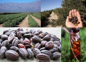 biggest supplier of jojoba oil cold pressed