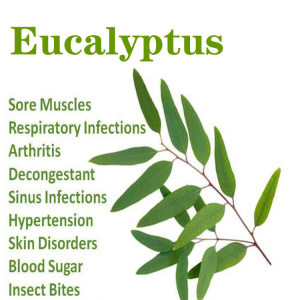 HaiRui Eucalyptus oil treatment 100% pure benefits for Essential oil diffuser