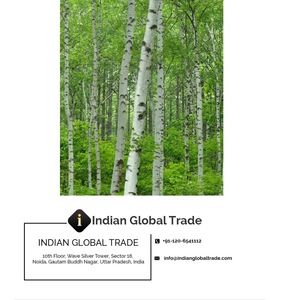 100 % Pure & Natural Birch Bud Sweet Essential Oil - Indian Global Trade