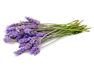 Lavender essential oil 100% high quality cosmetic grade Lavender Essential Oil at wholesale rate