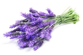 100% Pure Natural Lavender Hydrosol (Floral Water)