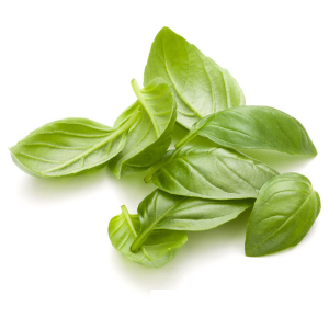 100% pure basil oil with wholesale price for massage & diffuser
