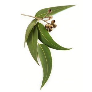 Eucalyptus Essential Oil (Eucalyptus globules)