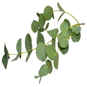 Eucalyptus Oil Bulk Wholesale Natural Essential Oil