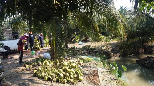 fresh sweet coconut