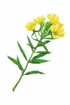100% Pure and Natural Evening Primrose Oil