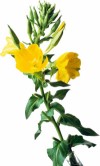 100% Pure and Natural Evening Primrose Oil