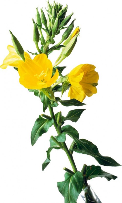 100% Pure and Natural Evening Primrose Oil