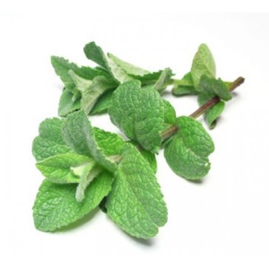 100% pure & natural mentha arvensis peppermint mint mentha essential oil