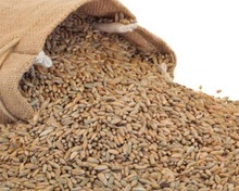 Organic Farm Rye grain/Winter Rye/Rye Flakes in Rye bran