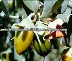 NATURAL & PURE JOJOBA CARRIER OIL ( COLD PRESSED )