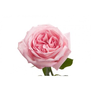 Benatu Whitening  Moisturizing Flower Extract Rose Floral Water Hydrosol 250ml Private Label