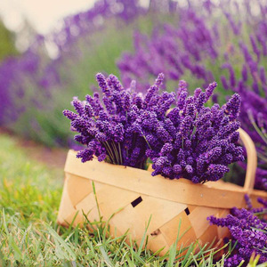 100% Natural & pure bulk lavender essential oil with superior quality, essential oil bulk