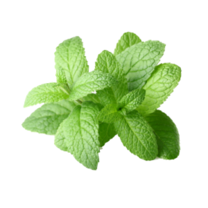 100% pure & natural mentha arvensis peppermint mint mentha essential oil