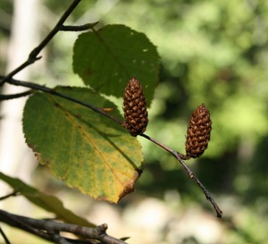 100 % Pure & Natural Birch Bud Sweet Essential Oil - Indian Global Trade