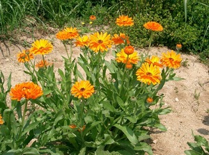 Fresh Calendula Carrier Oil at 100% Purity with Amazing Benefits & Uses