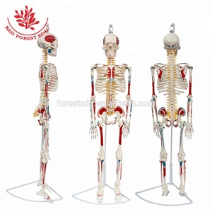 Office & School Supplies hanging Body Bone Human 85cm Skeleton Model